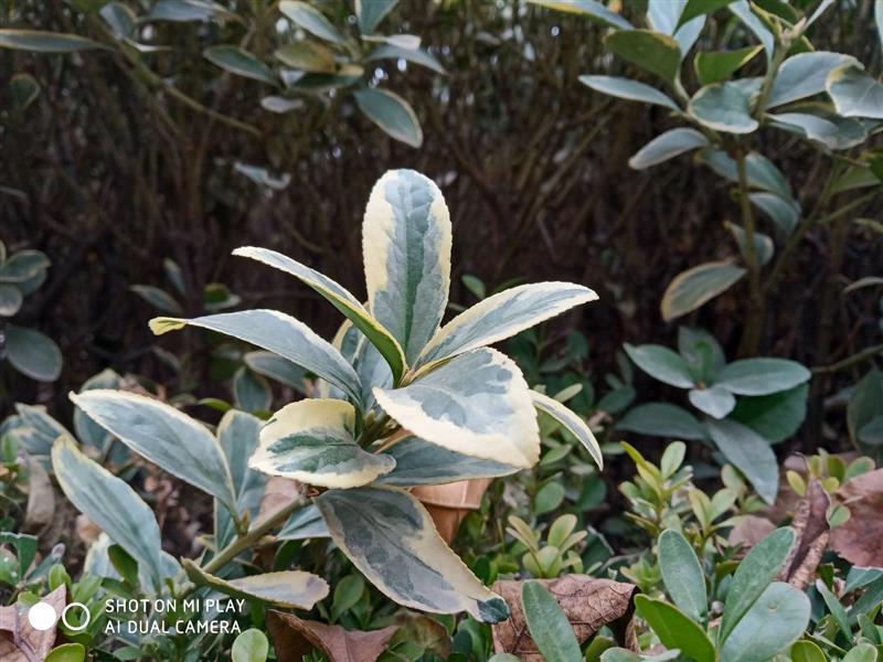 1年120G流量免费用！小米Play评测：性价超群的千元颜值No.1