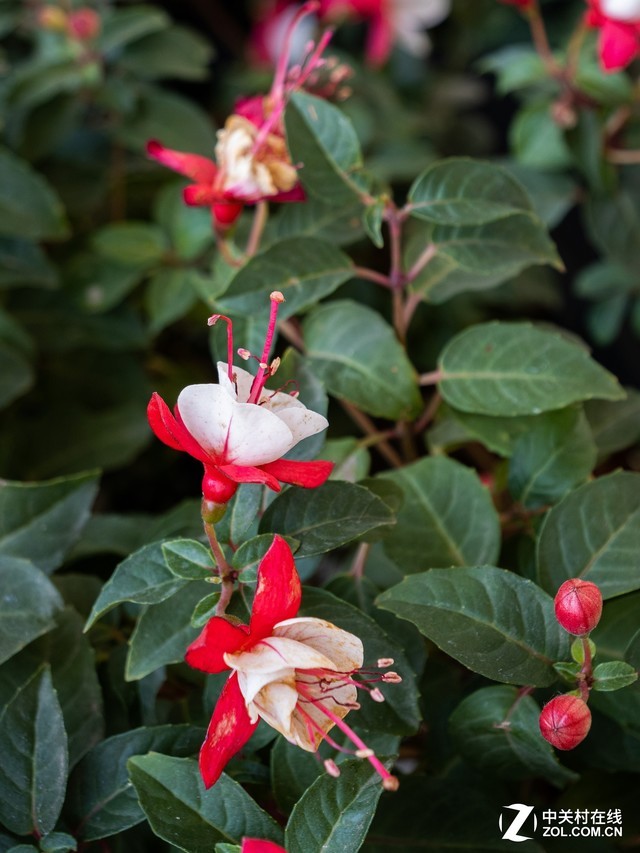 拍照视频两不误 松下G95微单相机评测 