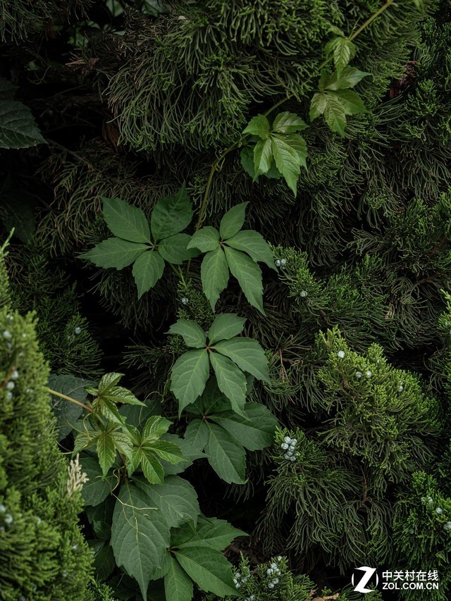 新生代Vlog相机 松下G95微单相机评测 