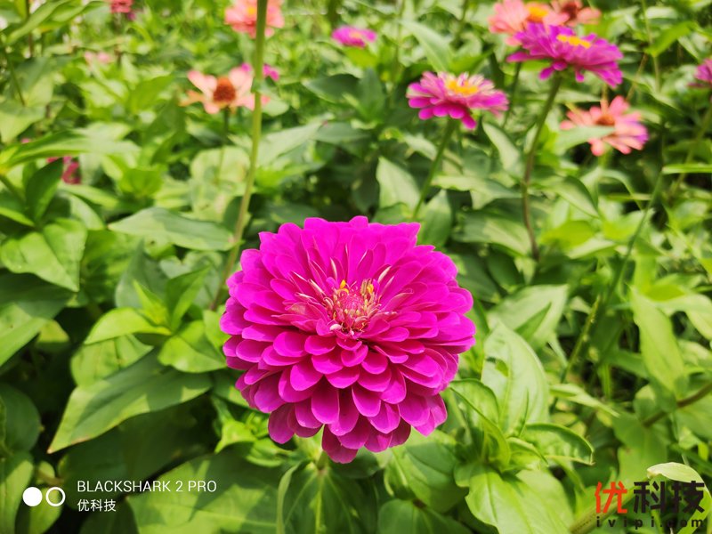 骁龙855Plus+12G性能王者 黑鲨游戏手机2 Pro评测