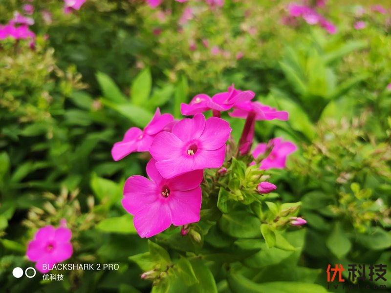 骁龙855Plus+12G性能王者 黑鲨游戏手机2 Pro评测