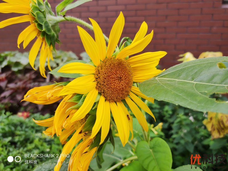 骁龙855Plus+12G性能王者 黑鲨游戏手机2 Pro评测