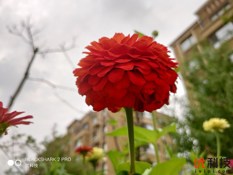 骁龙855Plus+12G性能王者 黑鲨游戏手机2 Pro评测