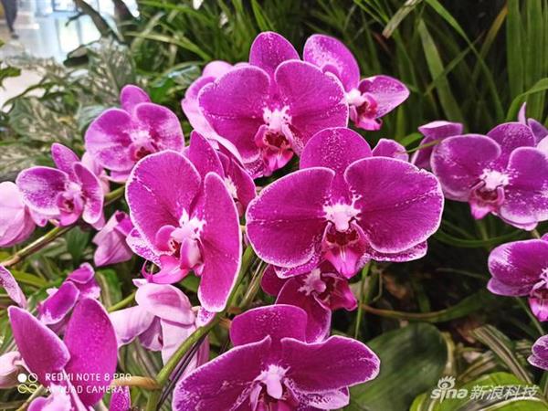 红米Note 8 Pro评测：6400万像素和联发科的碰撞