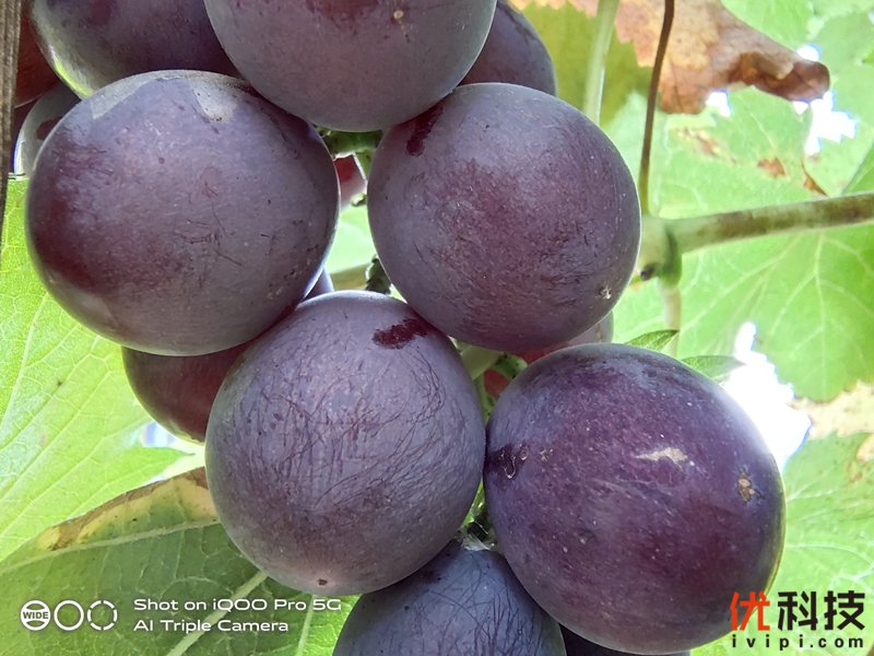 离你最近的5G手机 iQOO Pro 5G版评测