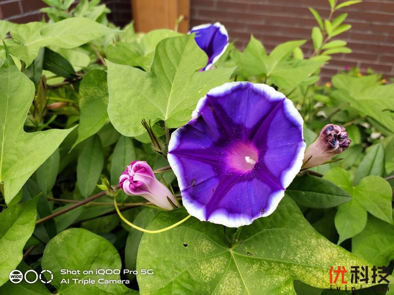 离你最近的5G手机 iQOO Pro 5G版评测