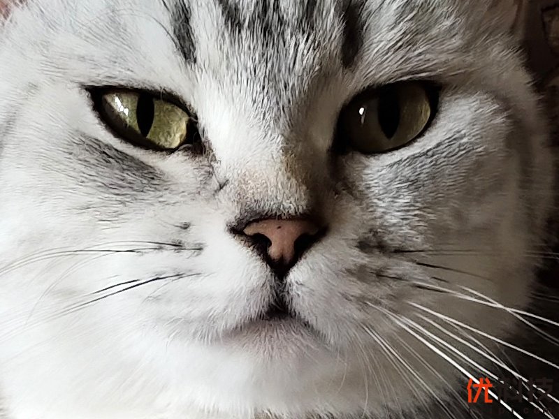 离你最近的5G手机 iQOO Pro 5G版评测