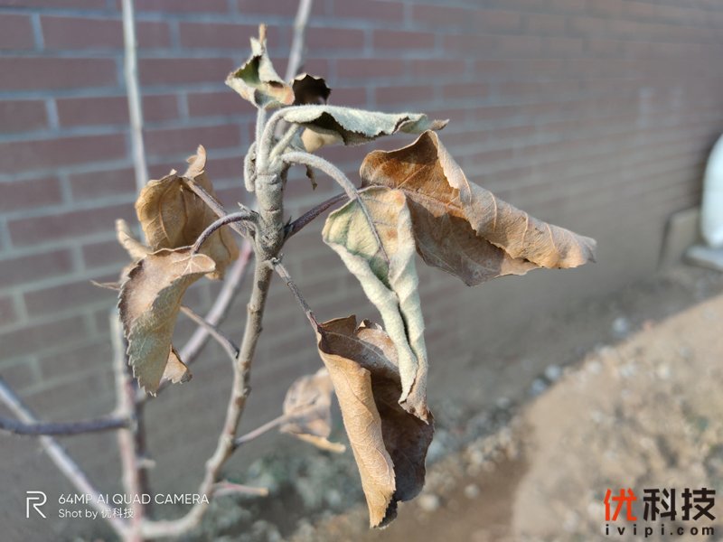 真香级5G青年旗舰 realme 真我 X50 5G评测