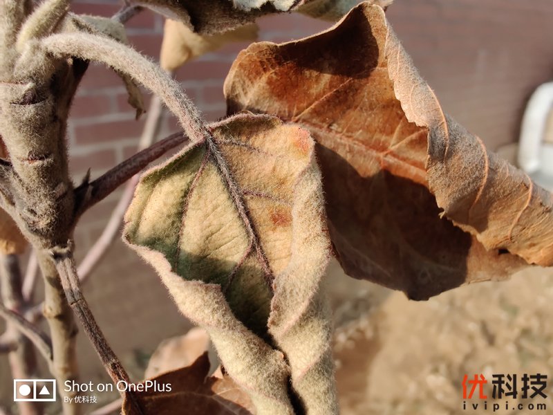 不仅是颜值巅峰，更是性能旗舰 一加7T Pro评测