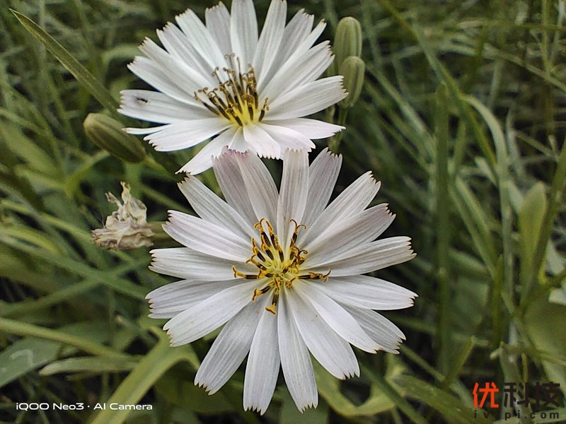 生而为赢 青年旗舰 iQOO Neo3优科技体验评测