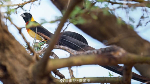 新一代全画幅旗舰微单！索尼A1M2正式发布：47999元