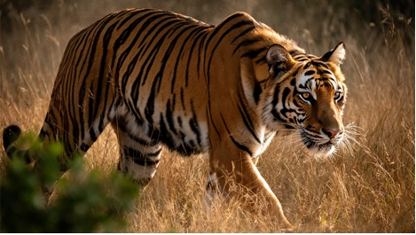 FLUX.2模型带来性能进阶 华硕显卡助视觉生成式AI发挥实力